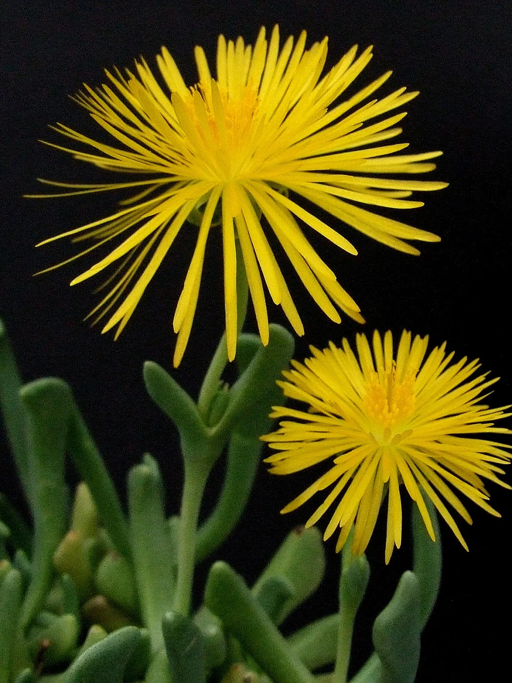 Rhombophyllumnelii_1-vi.jpg
