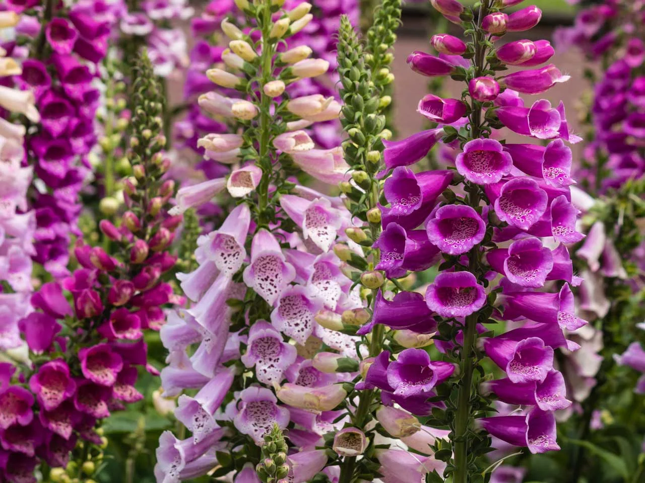 how-to-grow-foxgloves-233763514-1280.jpg