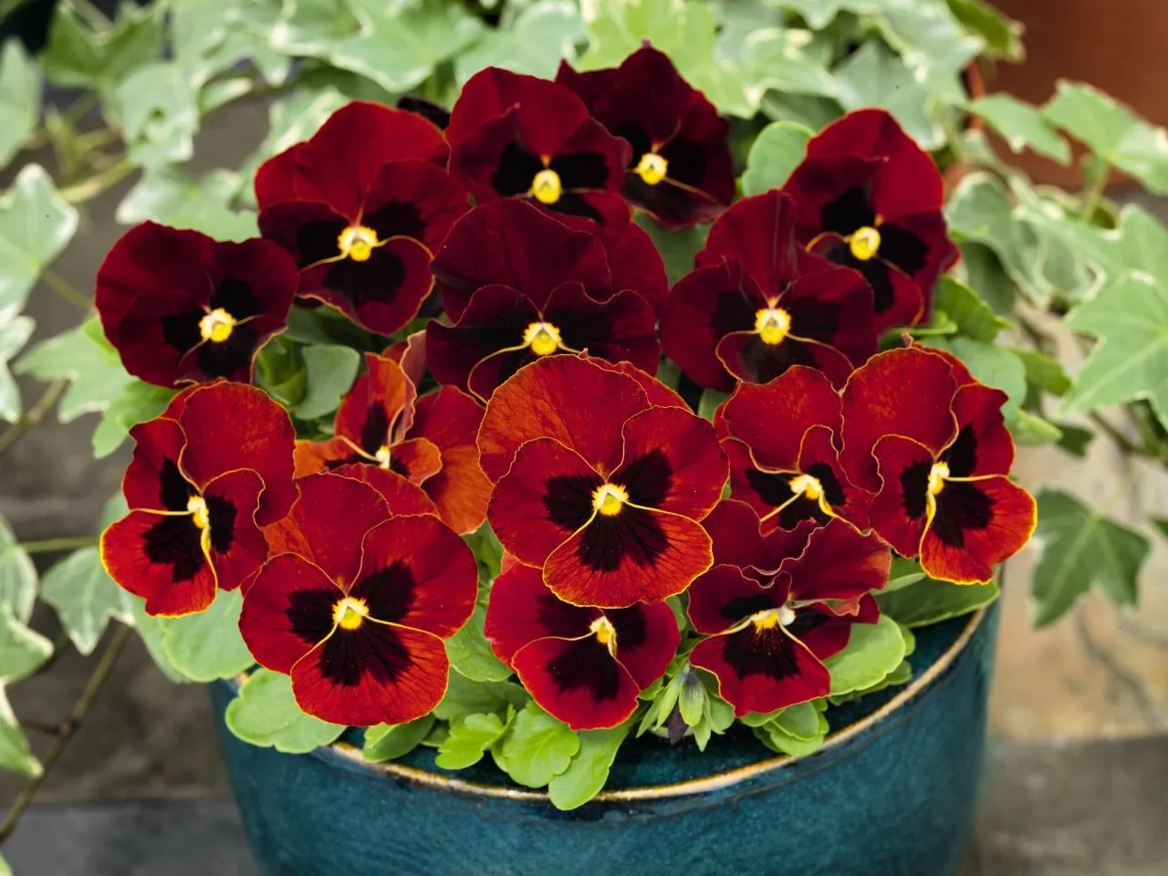 viola--admire-red-blotch-w9240-3.jpg