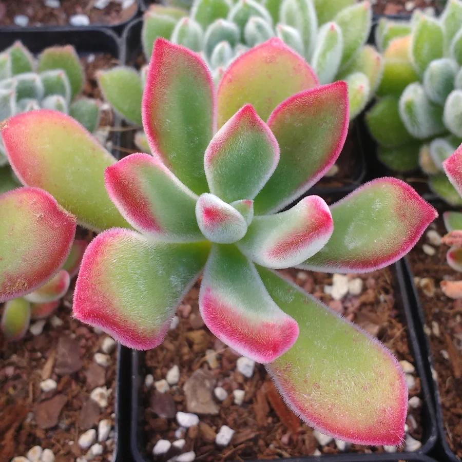 echeveria-pulvinata-ruby-blush.jpg