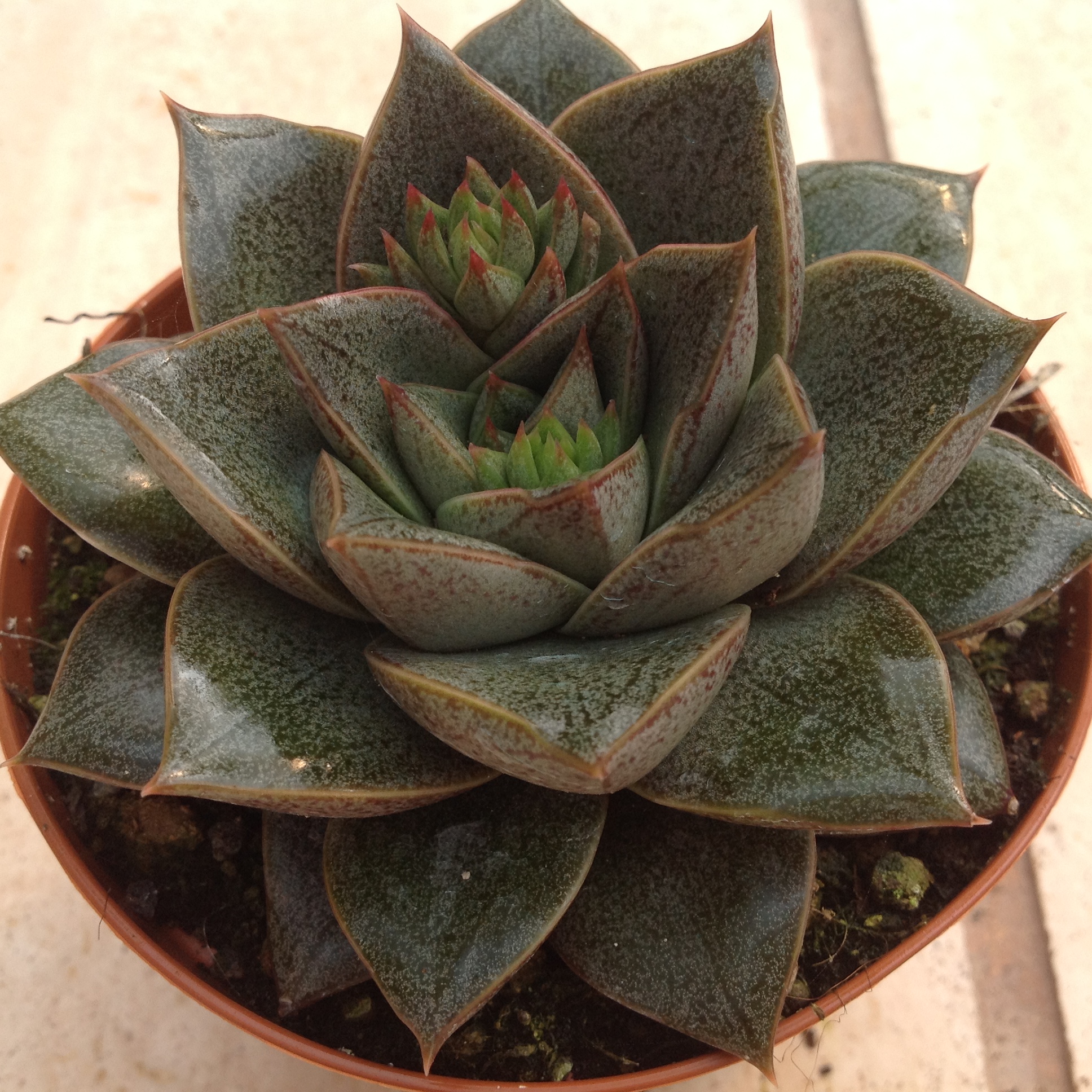 echeveria_purpusorum_16408.jpeg