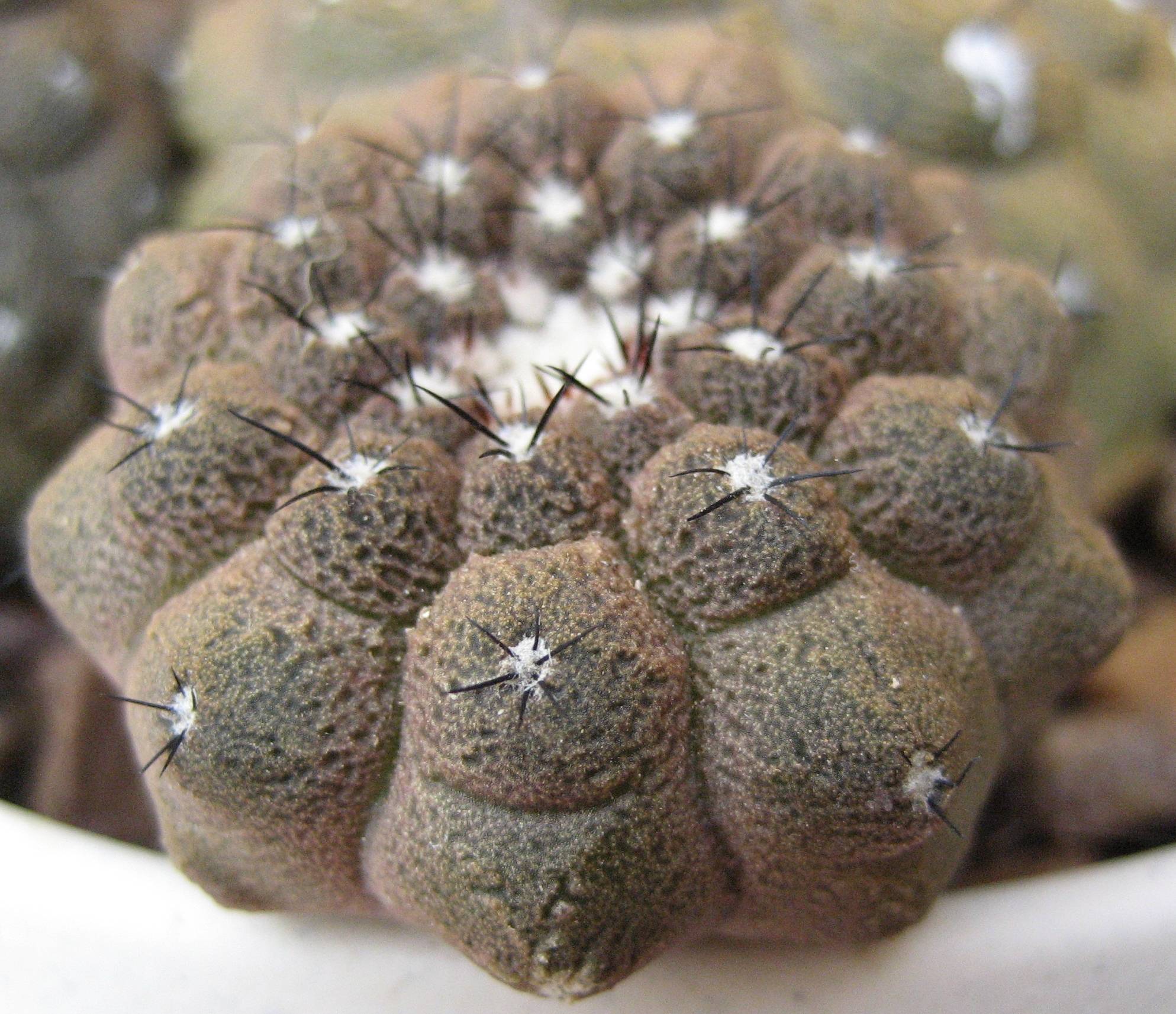 Copiapoa Hypogaea Lizard Skin/1pc Rare Cactus