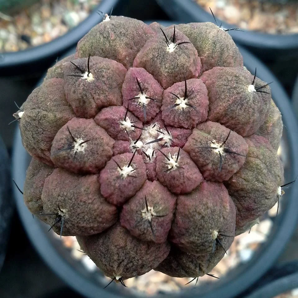 Copiapoa hypogaea cv Lizard Skin - 10 seeds  rareplant