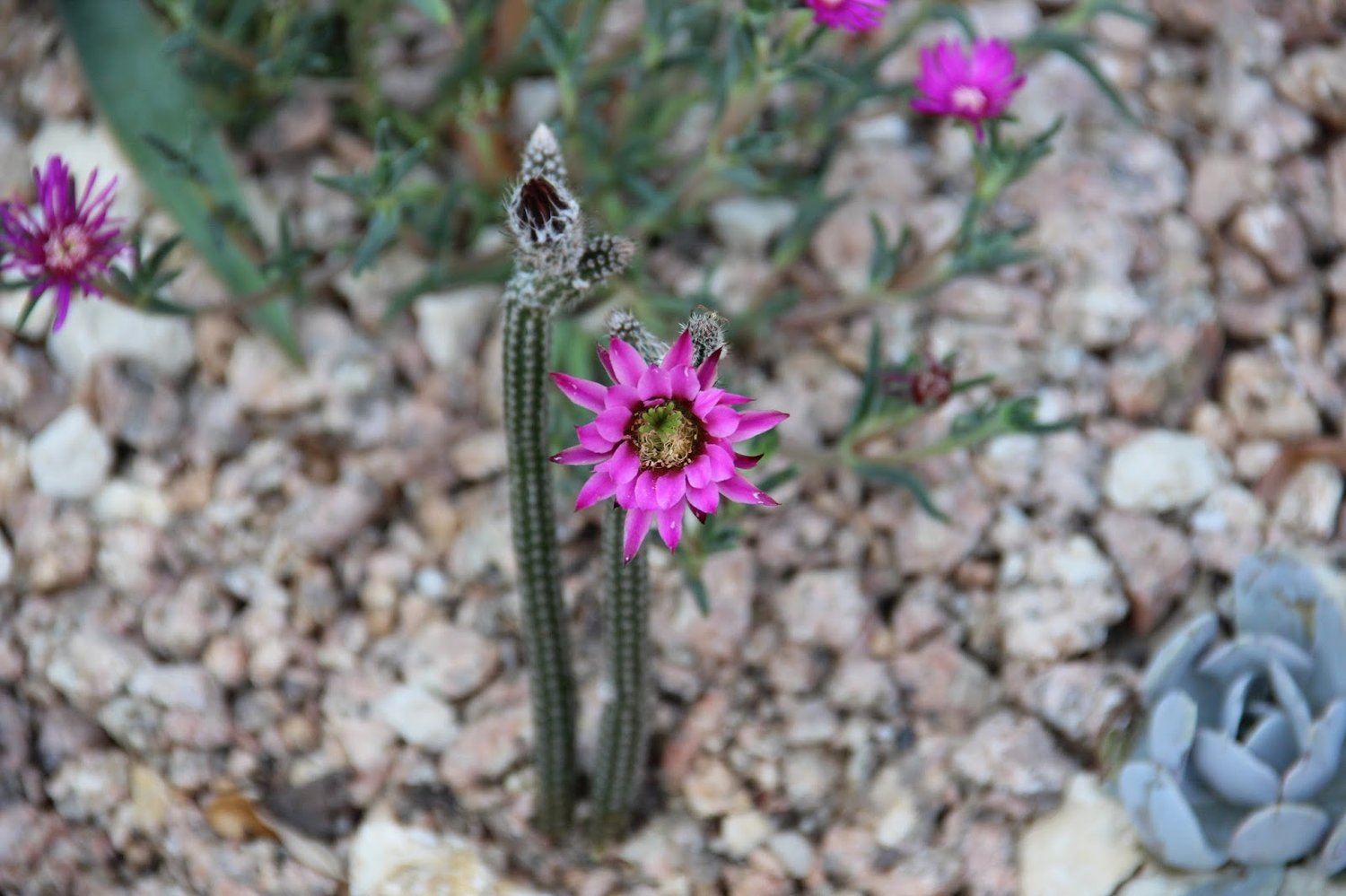 Pencil Cactus - 10 seeds  rareplant