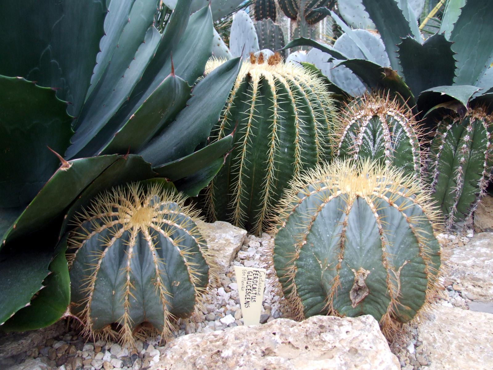 ferocactus-glaucescens.png