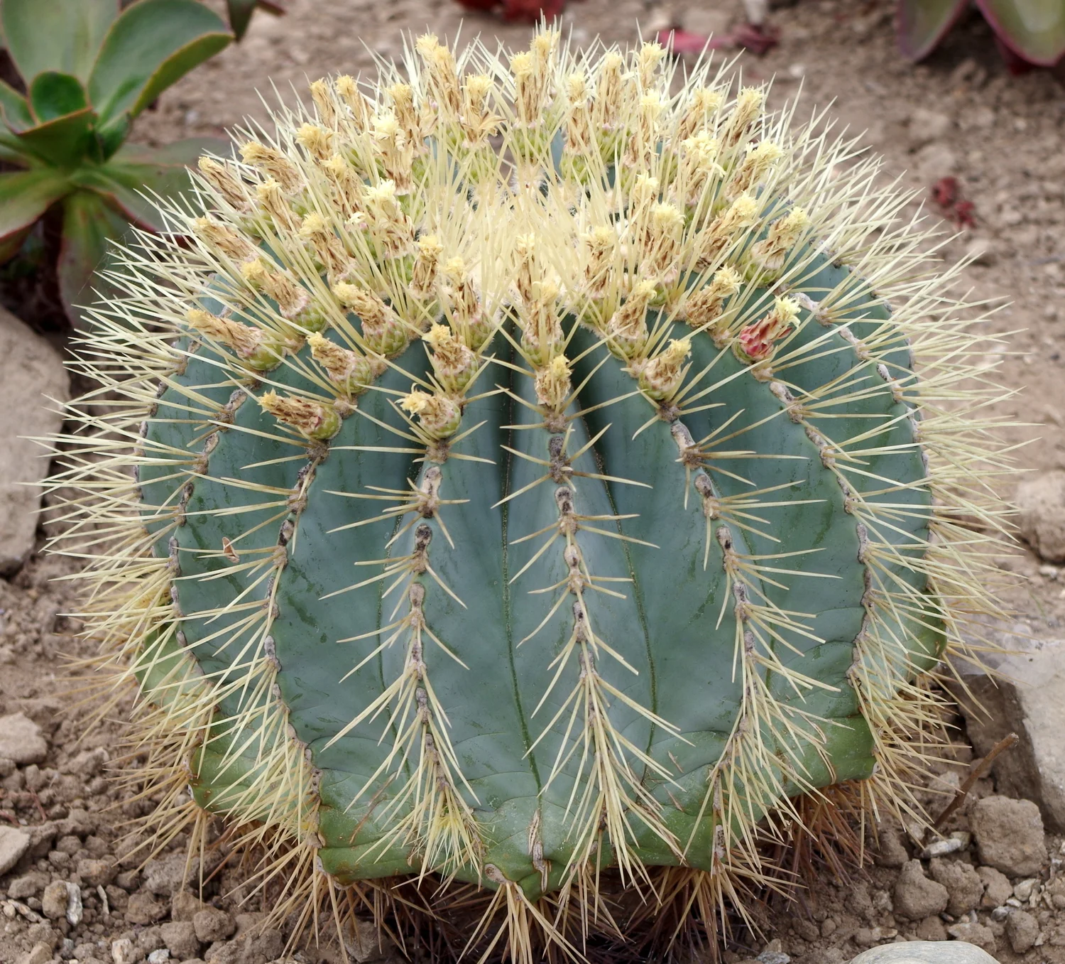 Blue Barrel Cactus - 10 seeds  rareplant