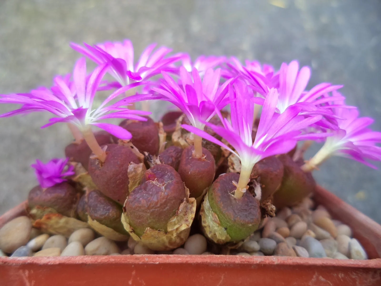 Conophytum lithopsoides - 10 seeds