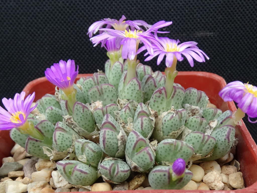 Conophytum-marginatum2.jpg