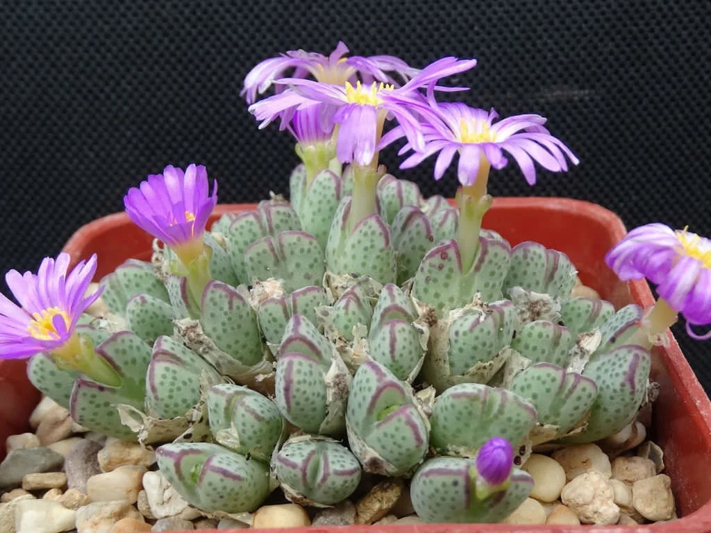 Conophytum marginatum - 10 seeds