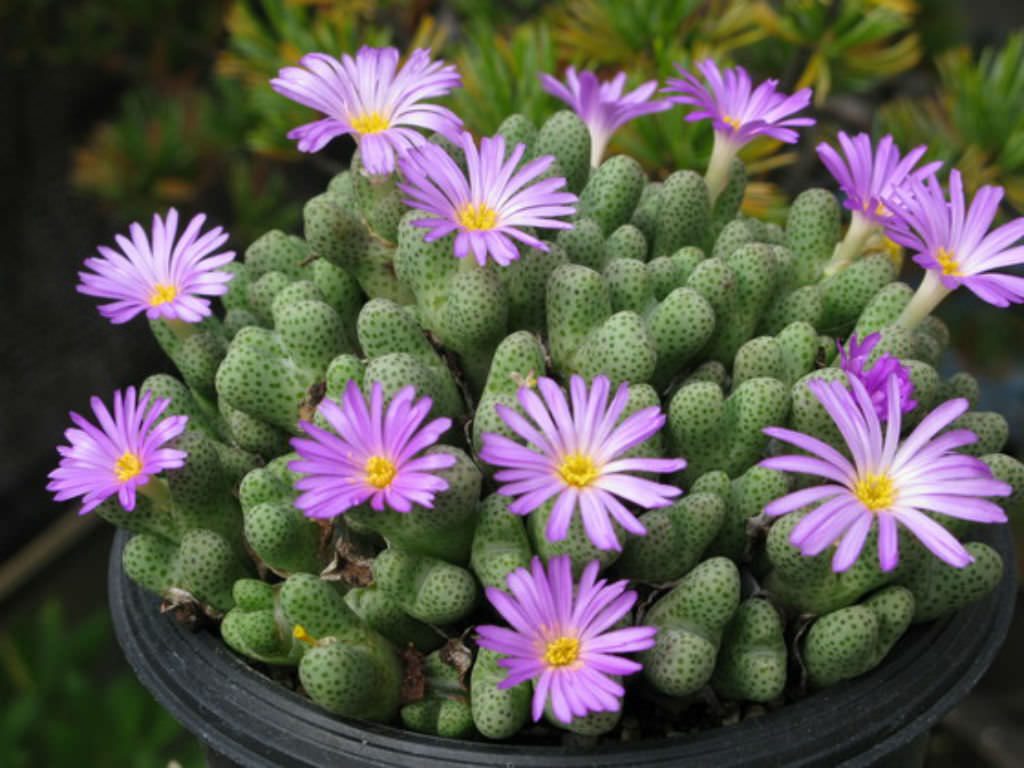 Conophytum-marginatum-subsp.-haramoepense2.jpg