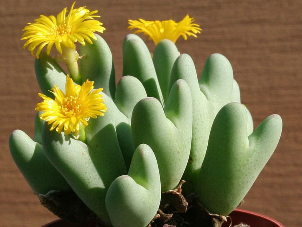 Conophytum-bilobum-Living-Pebble3.jpg