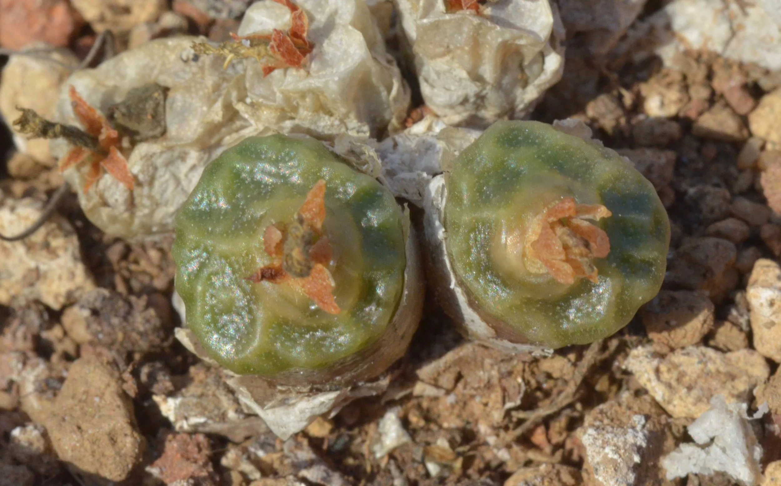 conophytum-angelicae.jpg