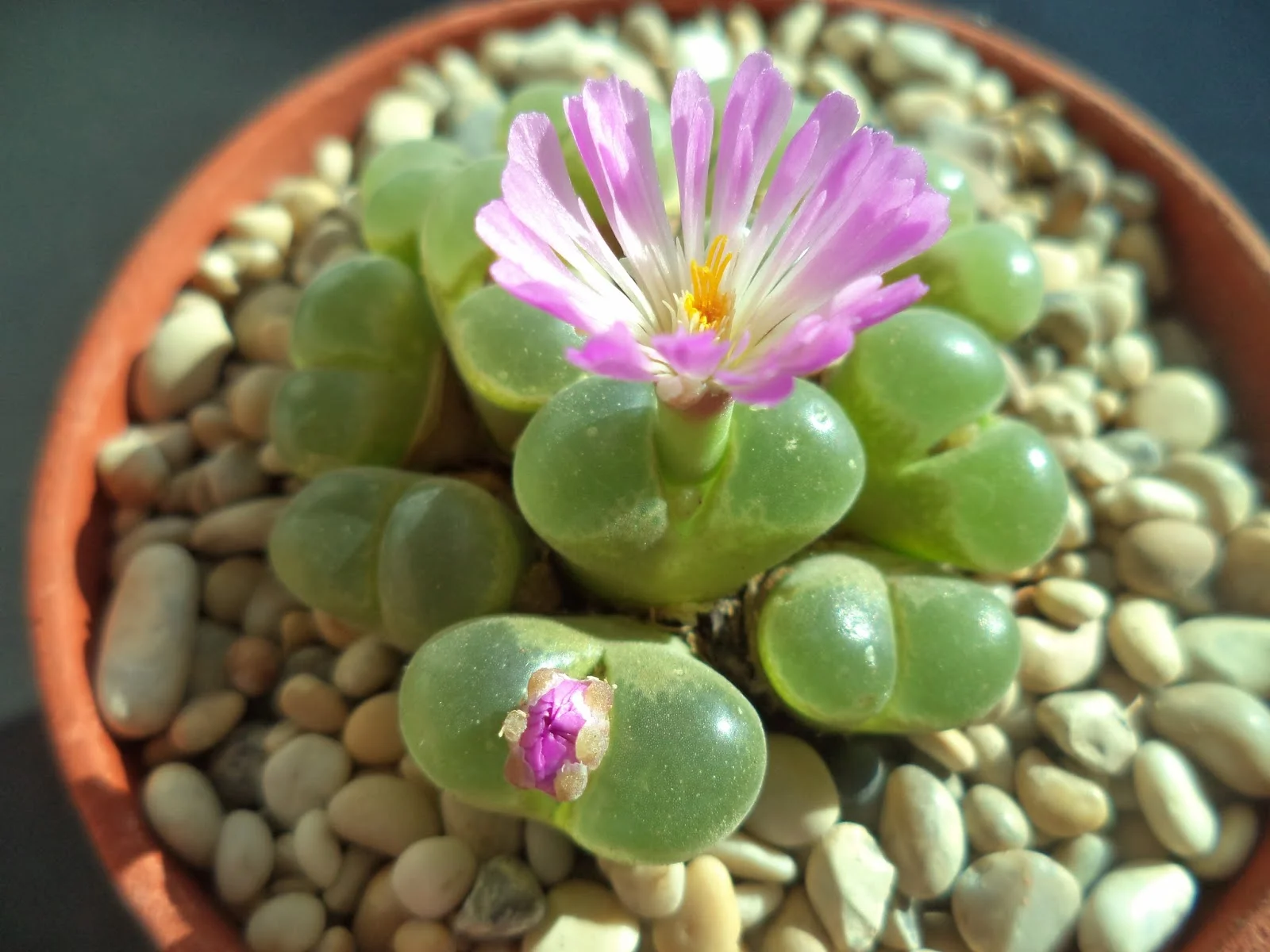 conophytum-limpidum.jpg