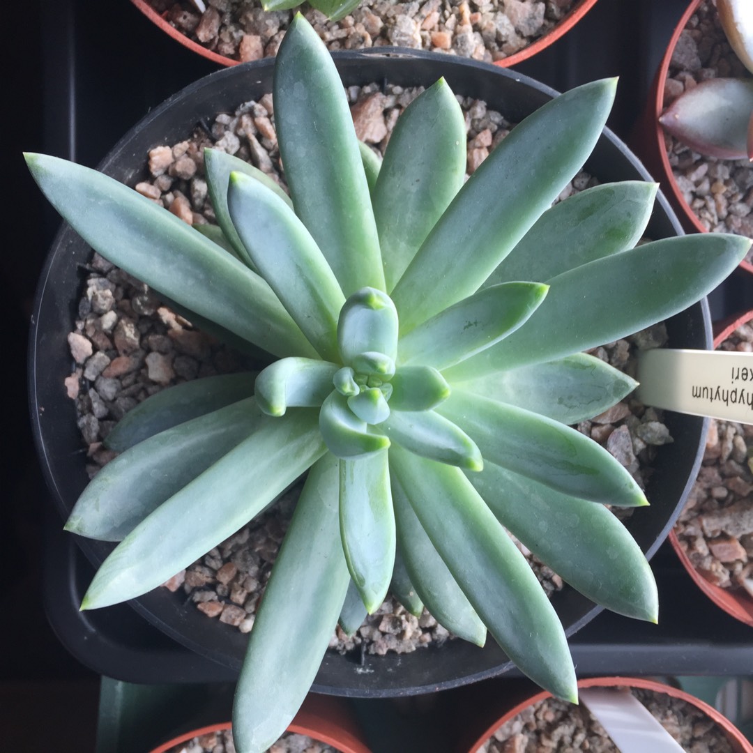 pachyphytum-hookeri.jpeg