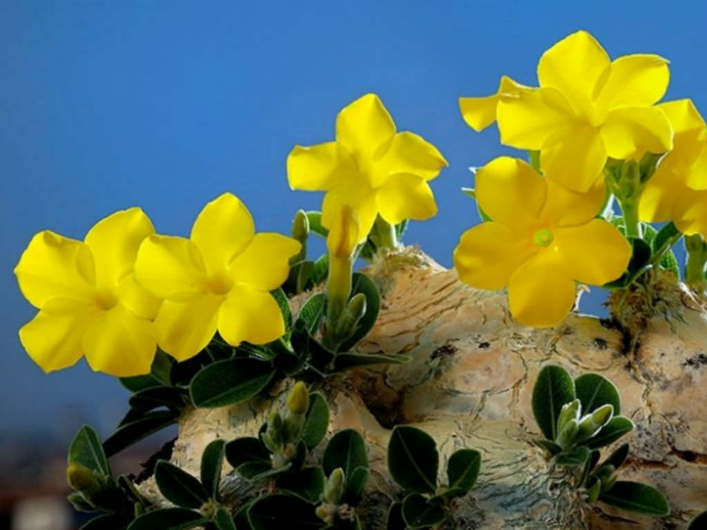 Pachypodium-brevicaule1.jpg