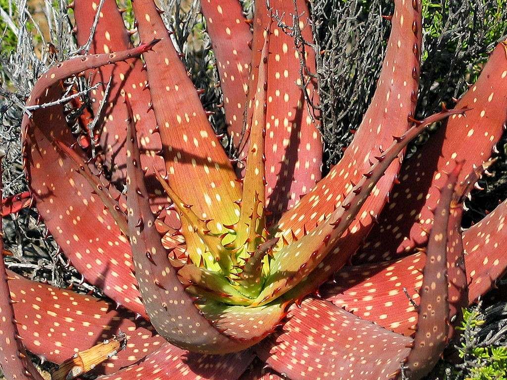 semillas-de-aloe-rojo-microstigma-D_NQ_NP_489701-MLA20411550794_092015-F.jpg