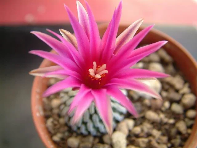 Turbinicarpus_ pseudopectinatus_v_rubriflora3.jpg