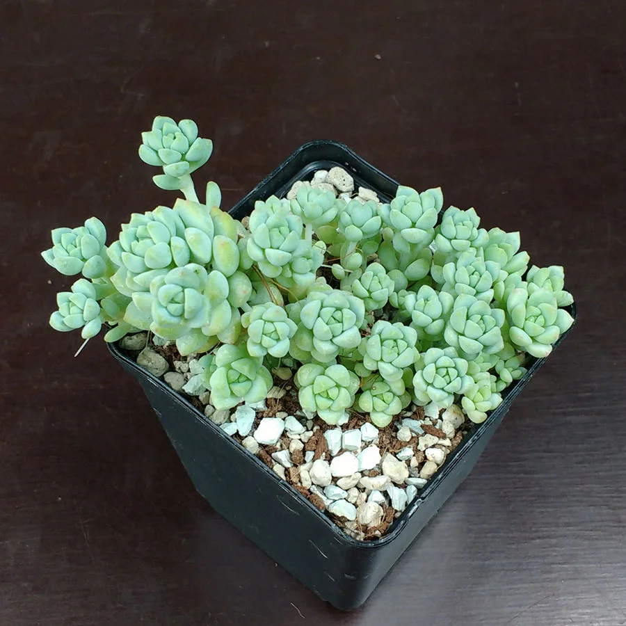 sedum-perezdelarosae.jpg