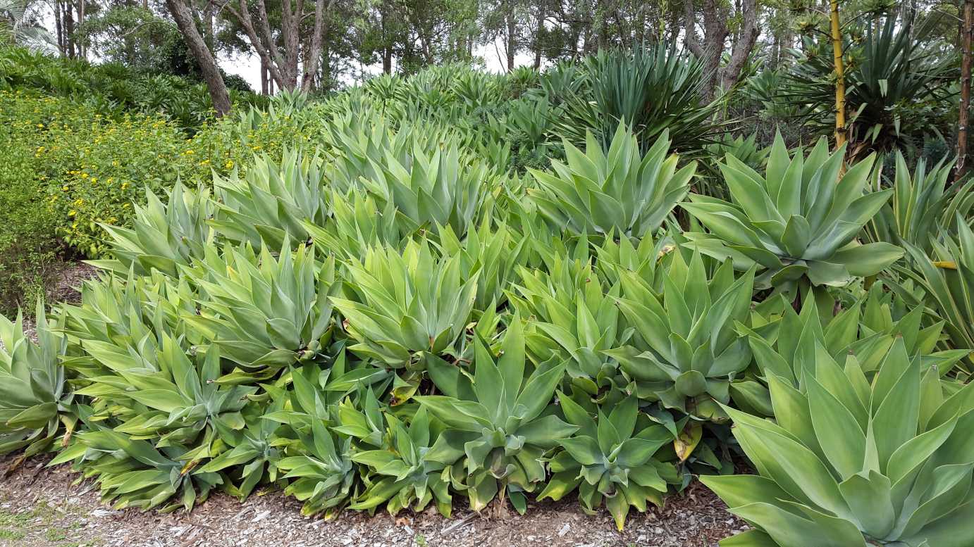 AGAVE ATTENUATA spineless agaves succulent plant seed rare aloe gardens 15 SEEDS