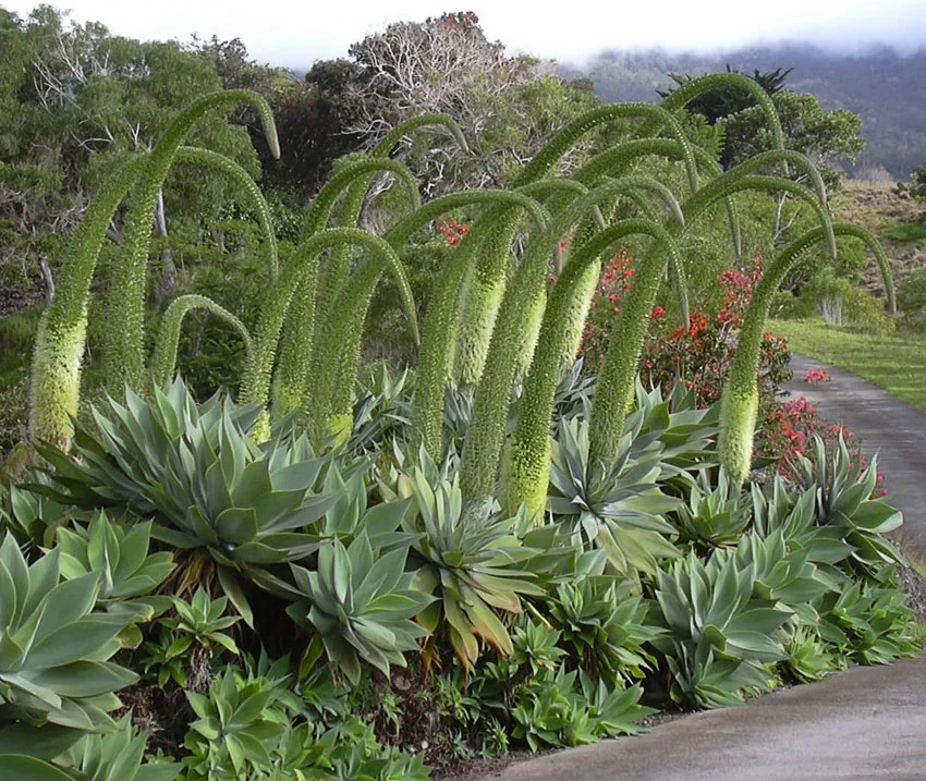 agave_attenuata_forest_and_kim_starr.jpg