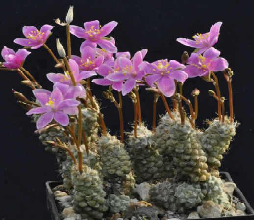 Anacampseros baeseckei - 20 seeds