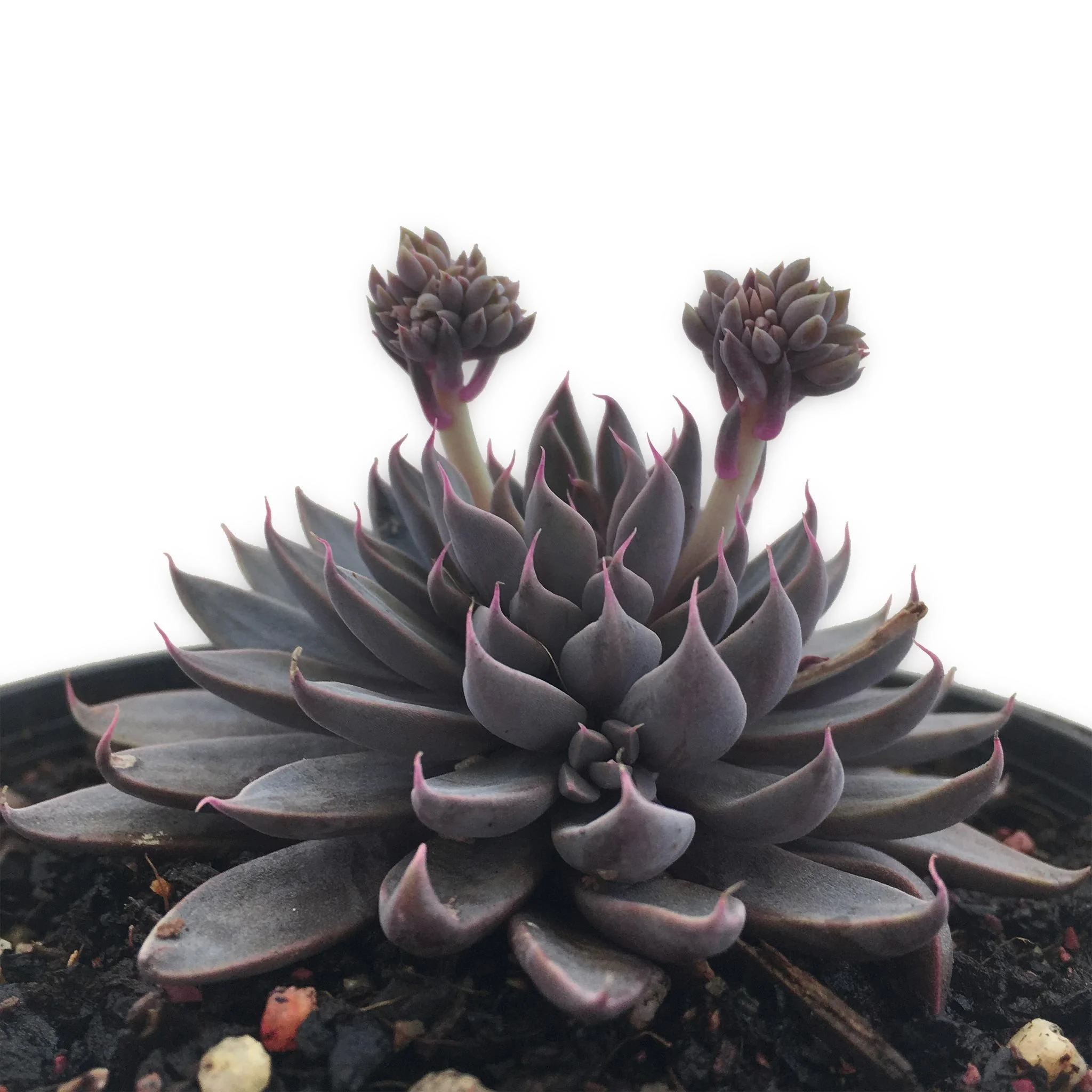 Graptopetalum-Rusbyi-3_1024x1024@2x.jpg