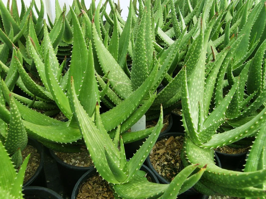 Aloe gariepensis group.jpg