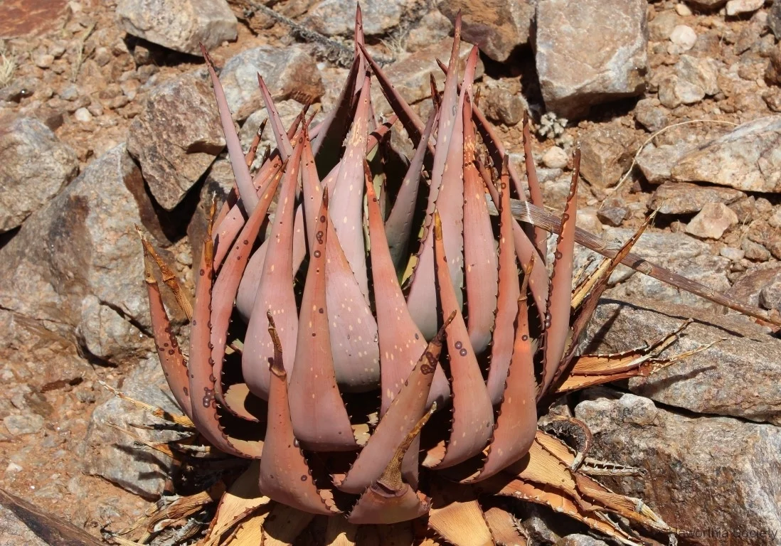 Aloe-gariepensis-Aggeneys-1.jpg