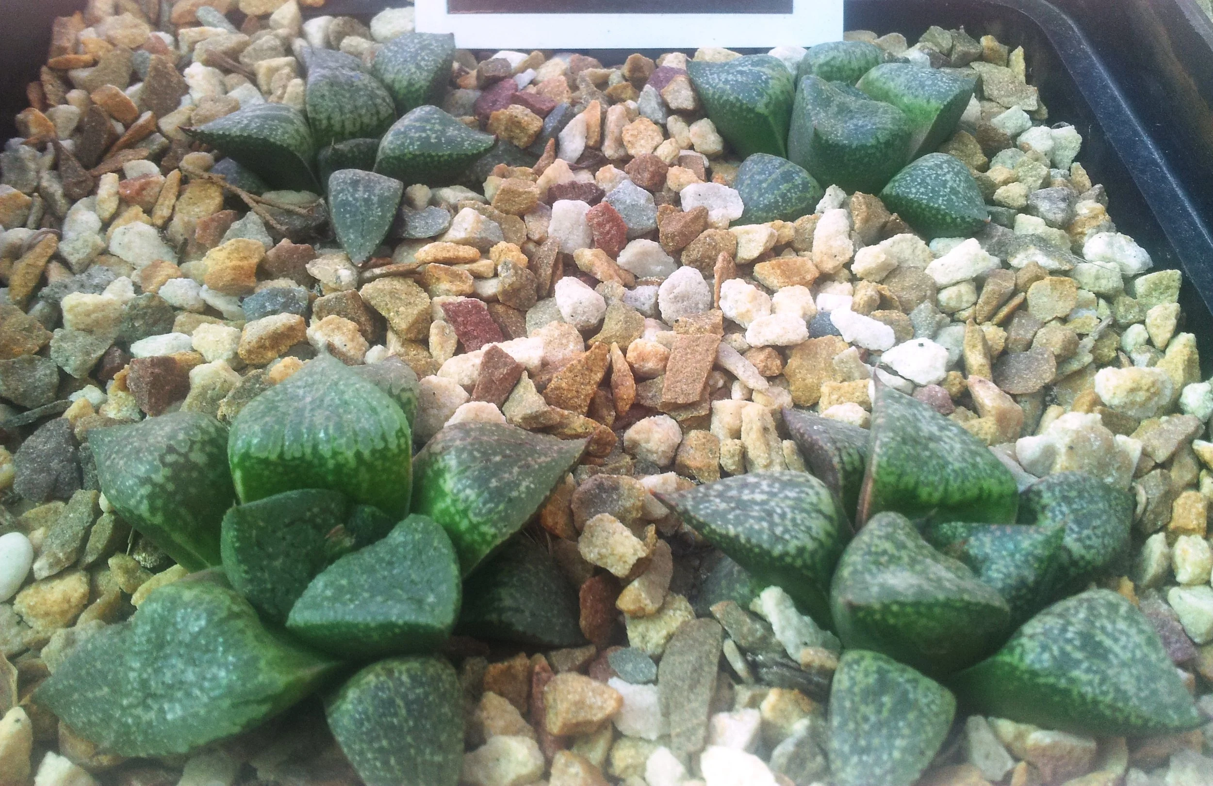 Haworthia_emelyae_-_picta_1.jpg