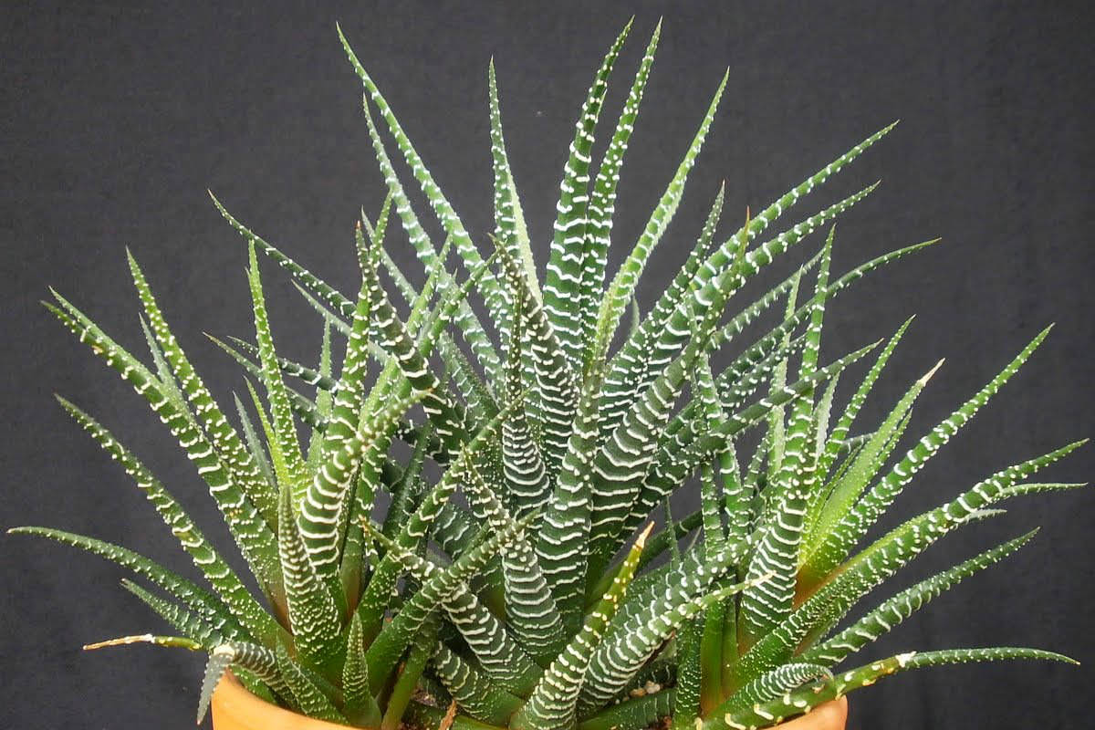 Haworthia-attenuata.jpg