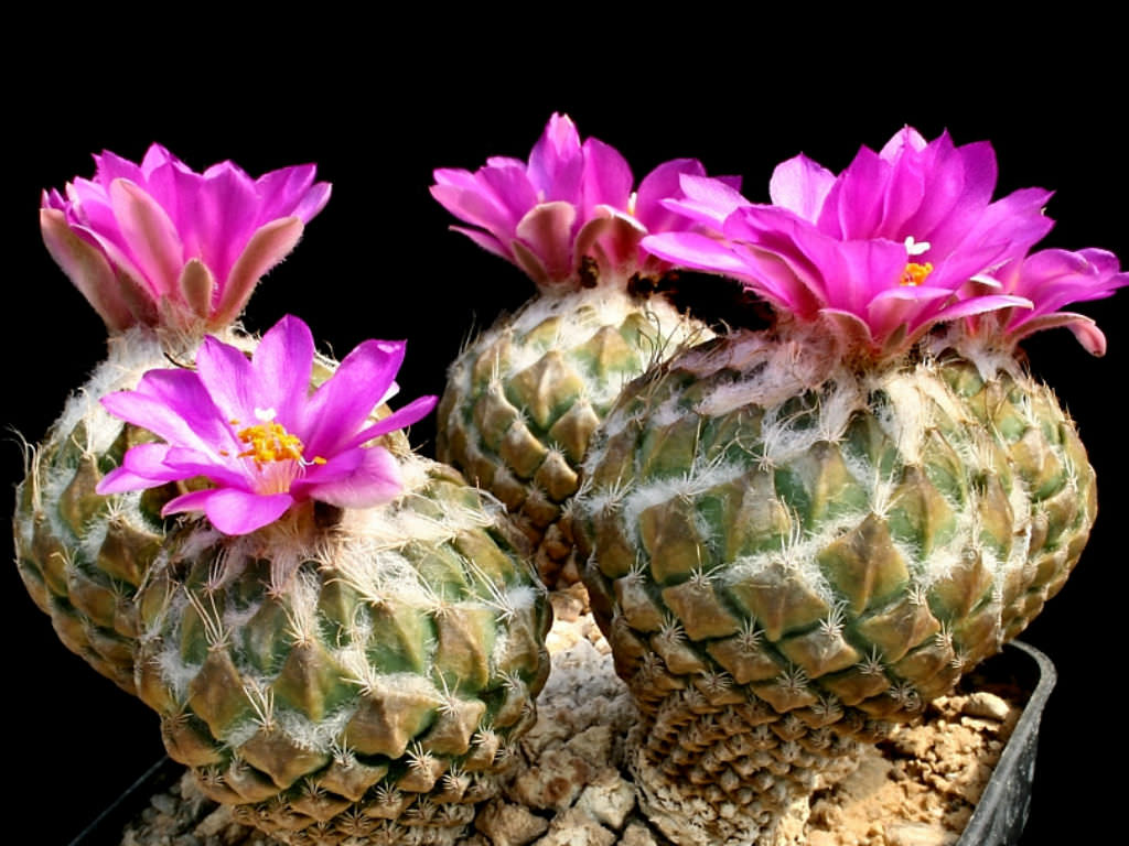Pelecyphora-strobiliformis-Pinecone-Cactus2.jpg