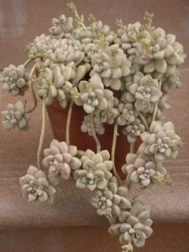 Graptopetalum mendozae - 20 seeds  rareplant