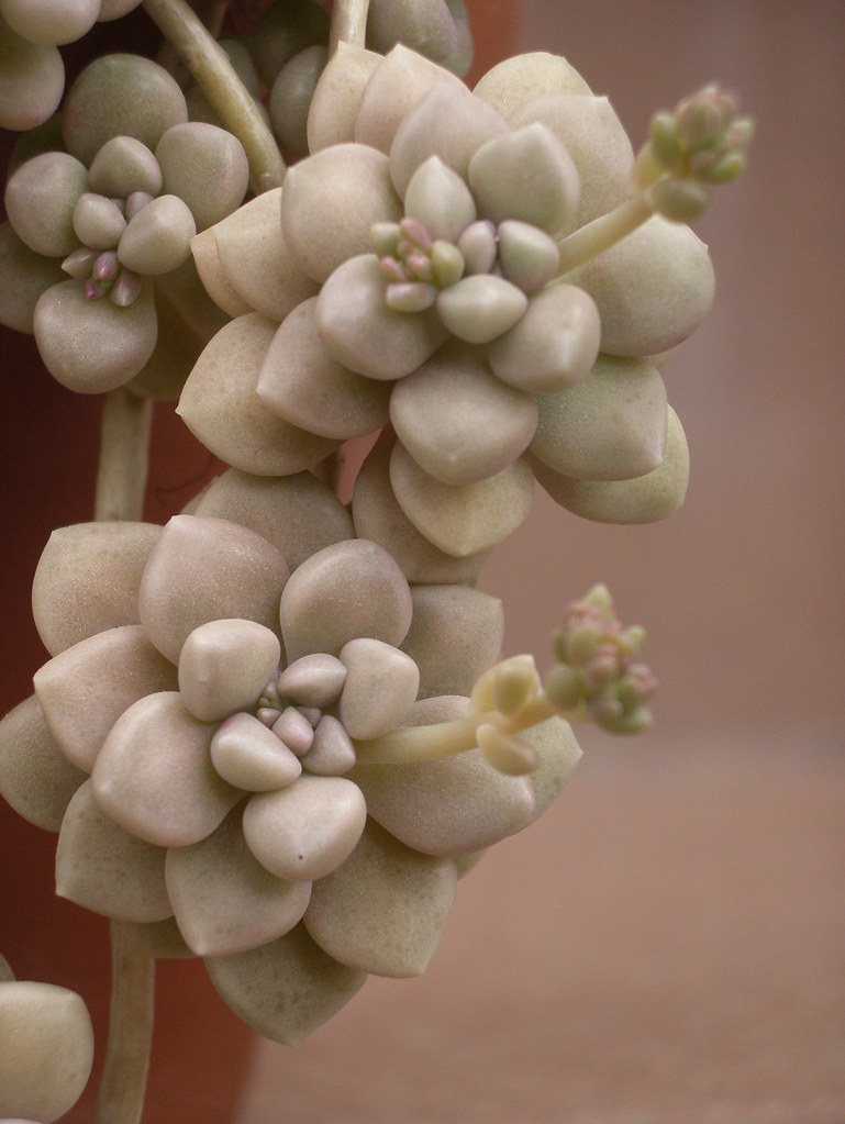 Graptopetalum mendozae - 20 seeds  rareplant