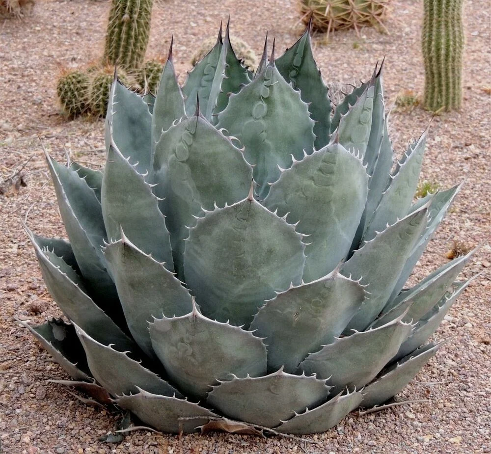 s-l1000.jpg