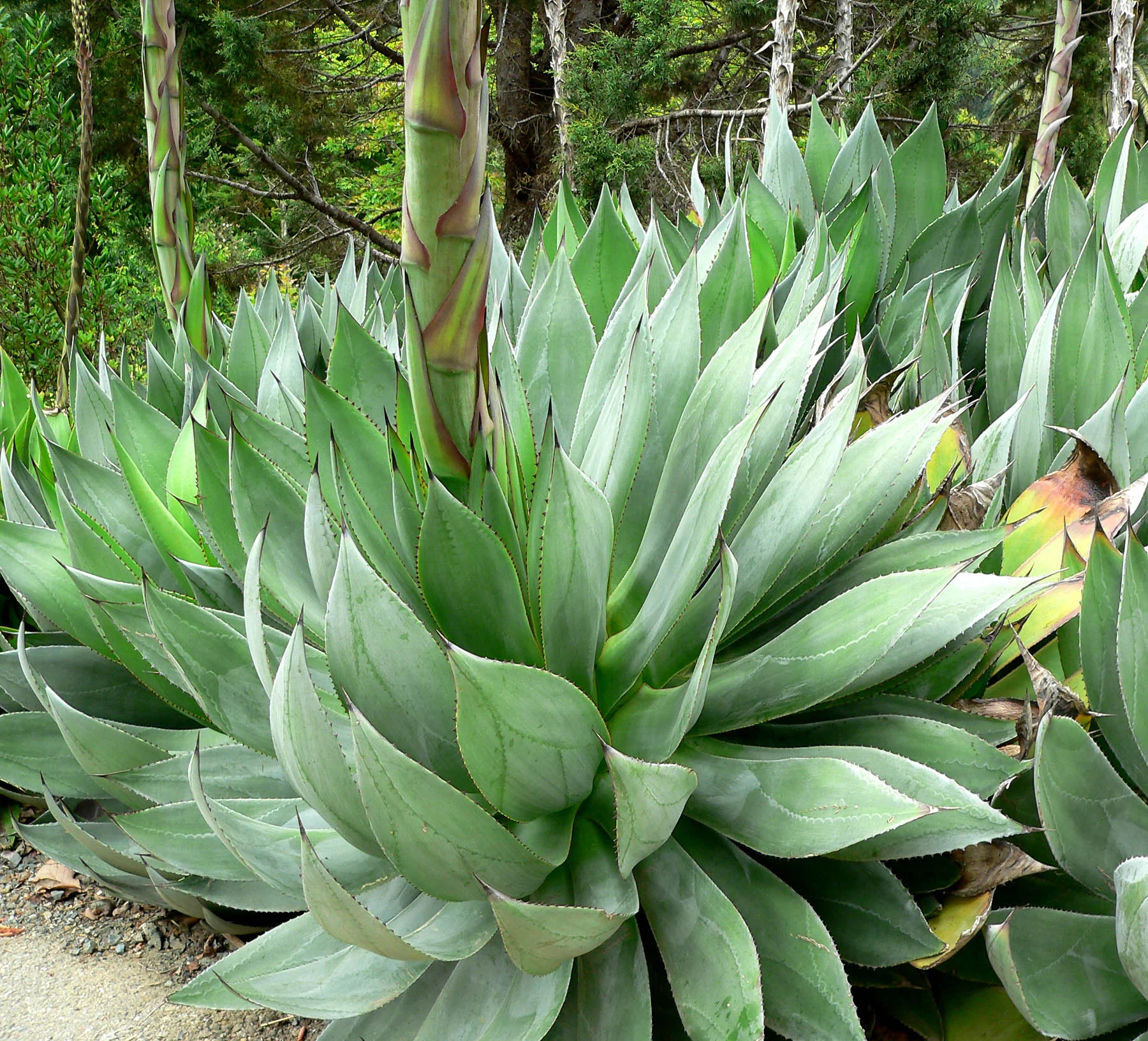 Agave_polyacantha_xalapensis_1.jpg