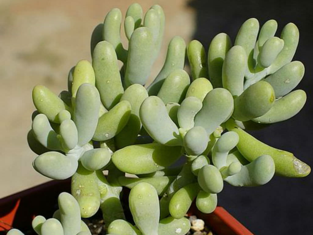 Sedum-allantoides2.jpg