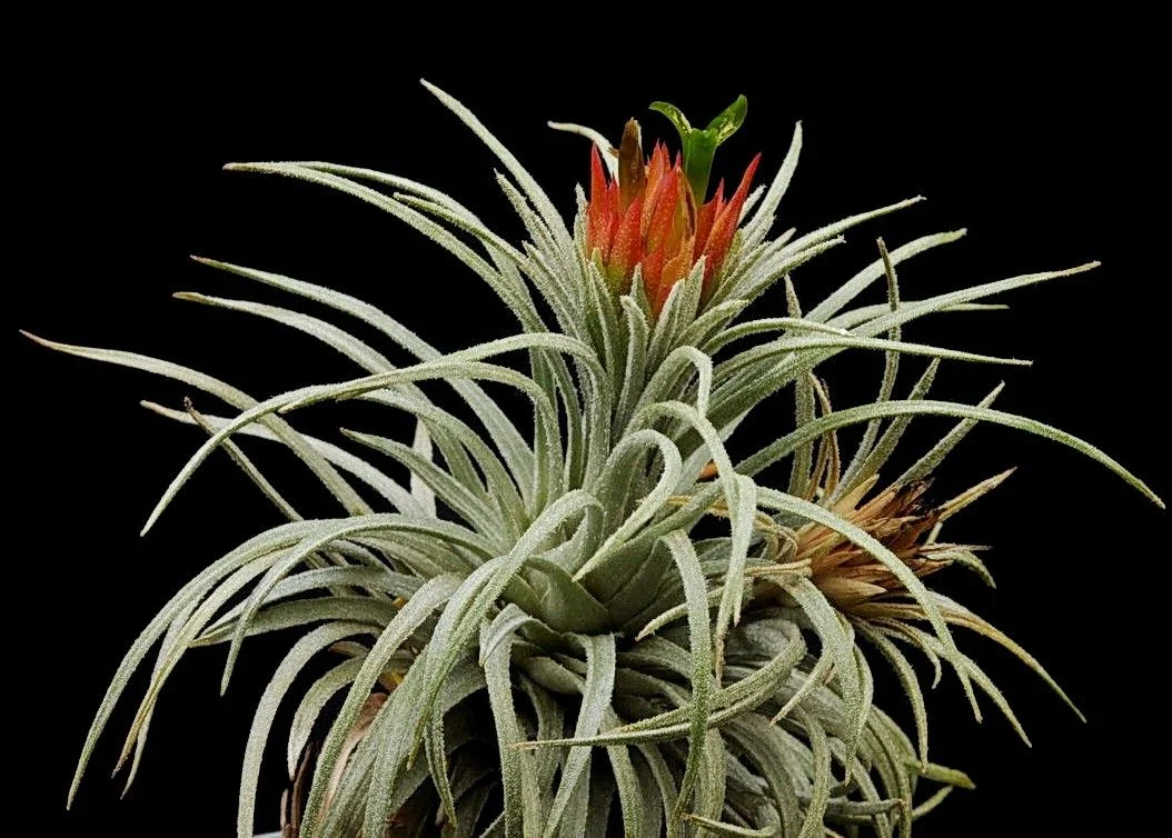 Tillandsia atroviridipetala - 10 seeds — rareplant