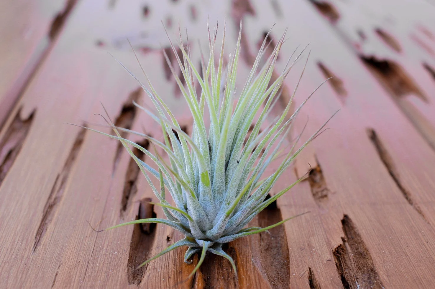 ionantha_rubra_1.jpg