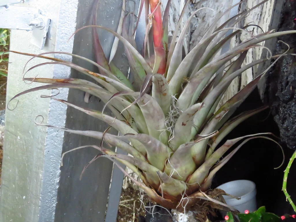 Tillandsia takizawae - 10 seeds
