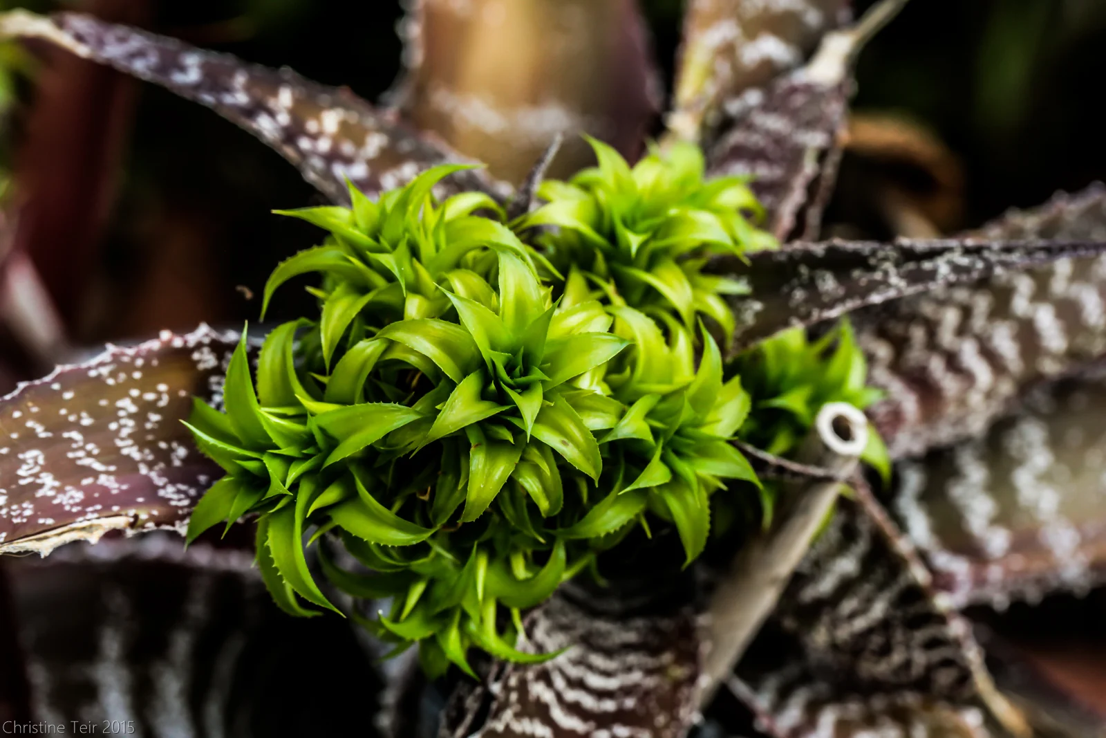 haubitze-orthophytum-gurkenii.jpg