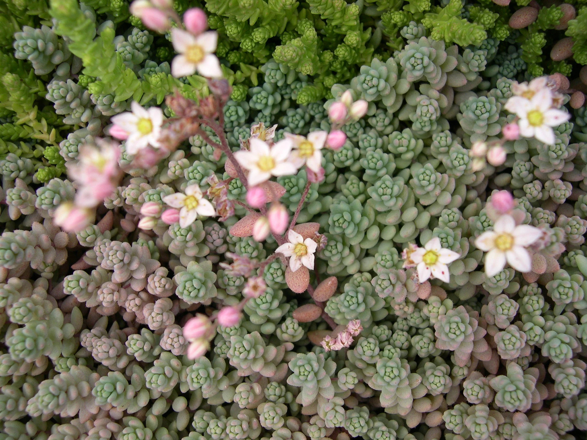Sedum dasyphyllum mesatlanticum 3.jpg