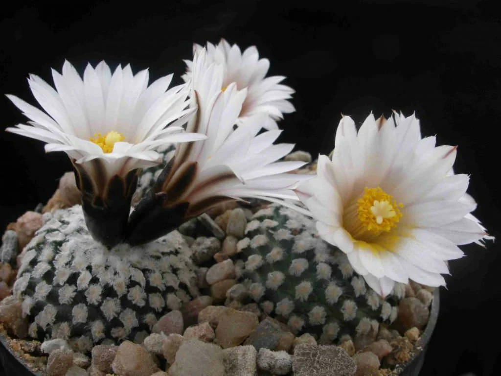 Turbinicarpus-valdezianus-var.-albiflorus4.jpg
