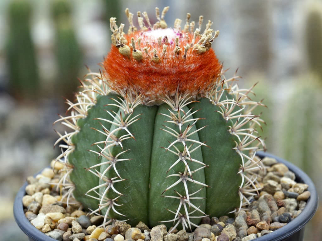 Melocactus-matanzanus-Dwarf-Turks-Cap-Cactus.jpg