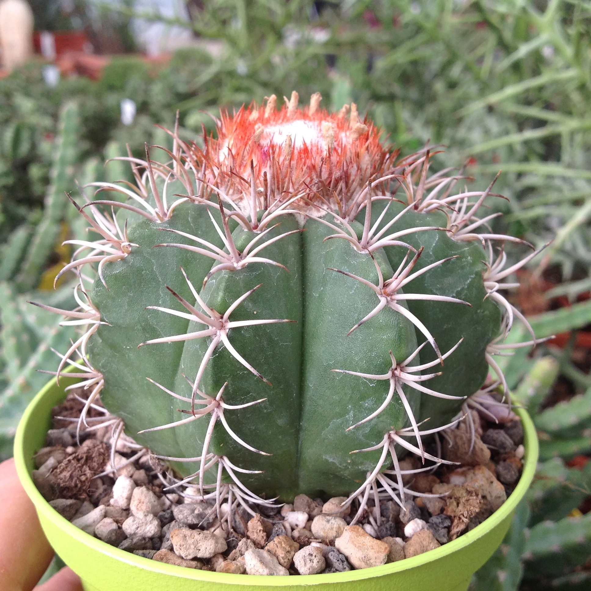 melocactus_matanzanus_24591.jpeg
