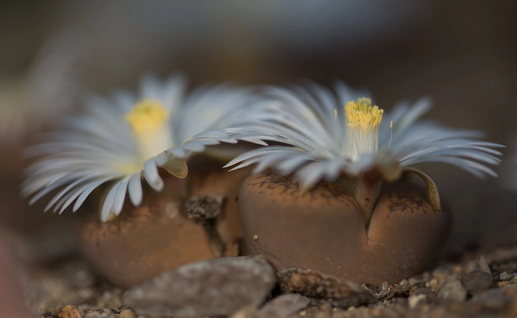 Lithops aucampiae 'Storm's Snowcap' C392 - 20 seeds