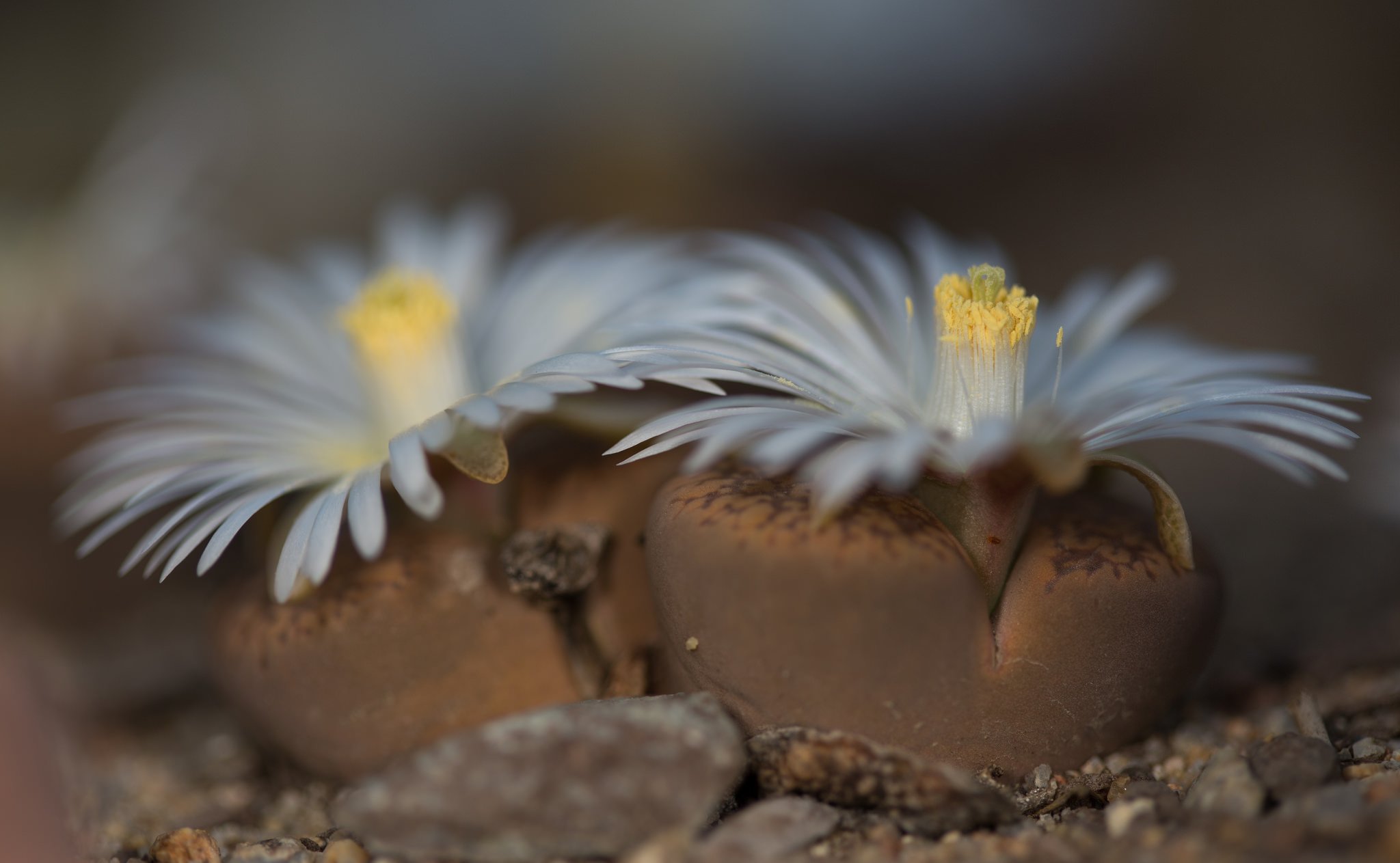 Lithops_aucampiae_Storm_s_Snowcap_0ca143ce-e40b-4a64-bba7-8c7fd0465b61.jpg