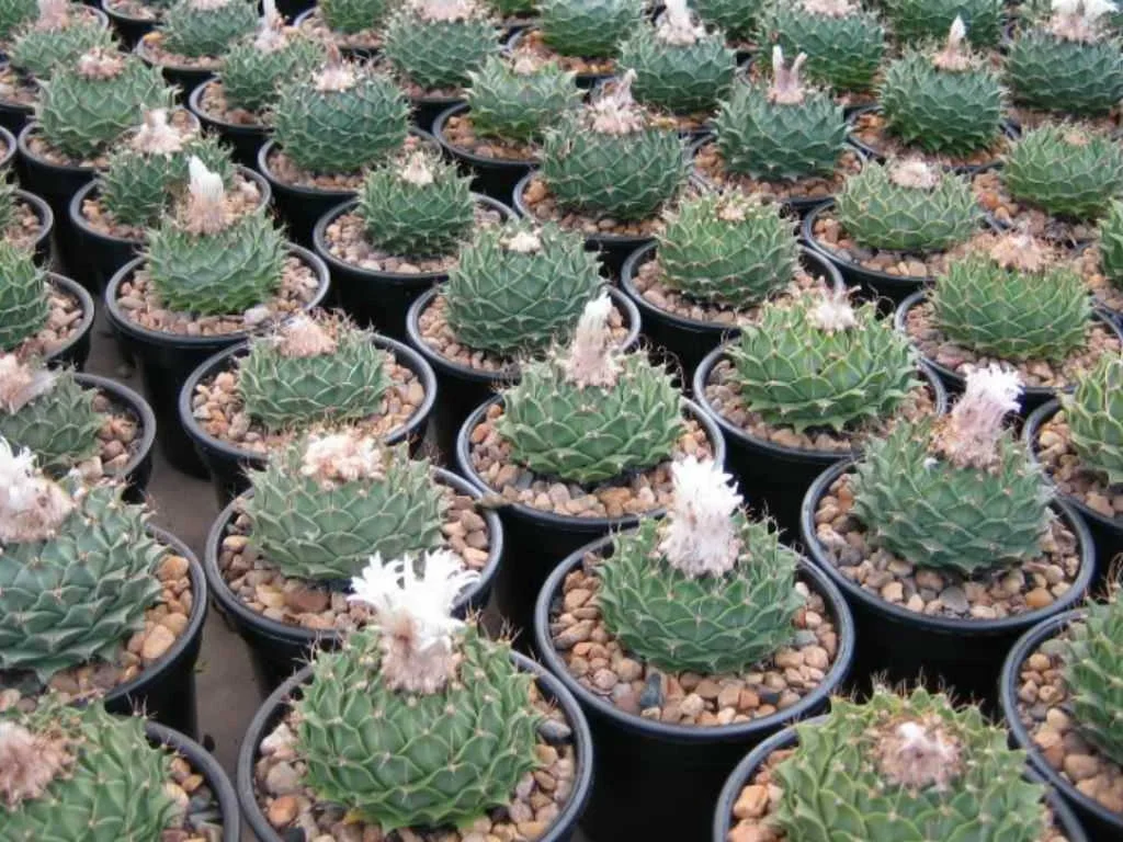 Artichoke Cactus - 10 seeds  rareplant