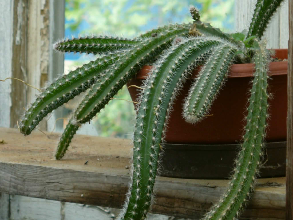 piante grasse,seeds cactus 50 semi di Selenicereus validus 