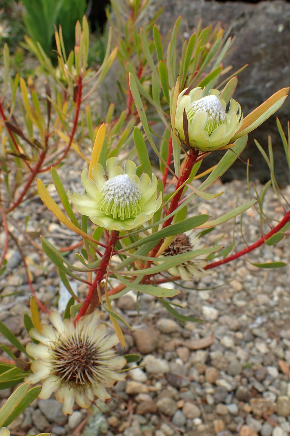 Thistle protea - 5 seeds  rareplant