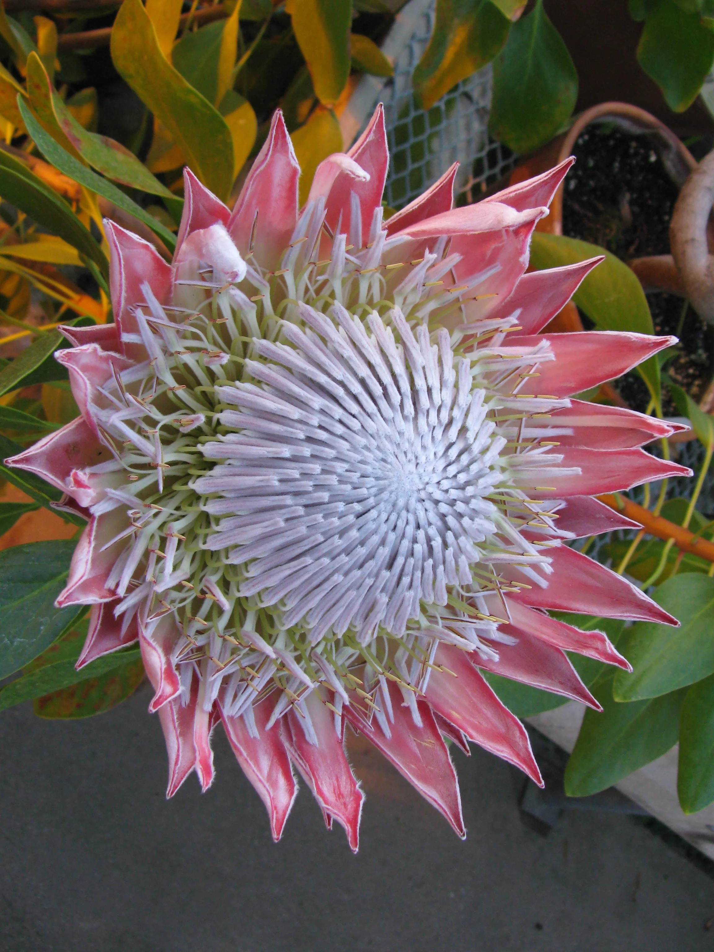Protea_cynaroides01.jpg